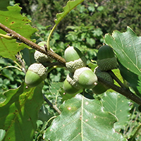 Close up of chinquapin oak fruit or acorns