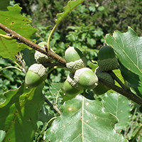 Vue rapprochée des fruits, ou glands, du chêne jaune