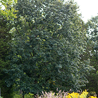 Image of chinquapin oak tree