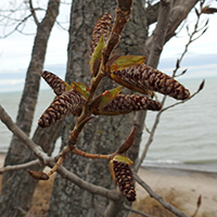 Close up of eastern cottonwood flowers