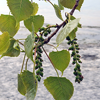 Close up of eastern cottonwood fruit