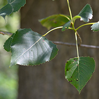 Vue rapprochée des feuilles du peuplier deltoïde