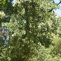 Image of eastern cottonwood tree