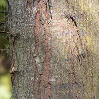 Close up of honey locust bark