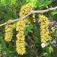 Close up of honey locust flowers