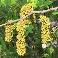 Vue rapprochée des fleurs du févier épineux