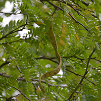 Close up of honey locust fruit