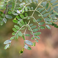 Close up of honey locust leaves