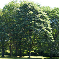 Image of honey locust tree