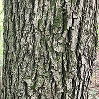 Close up of pignut hickory bark