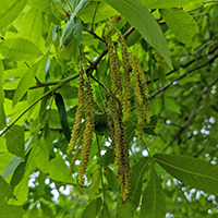Close up of pignut hickory flowers