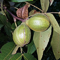 Close up of pignut hickory fruit