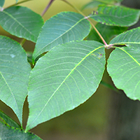 Vue rapprochée des feuilles du caryer glabre