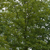 Image of pignut hickory tree