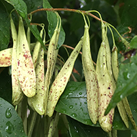 Vue rapprochée des fruits du frêne pubescent