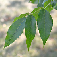 Close up of pumpkin ash leaves