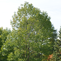 Image of pumpkin ash tree