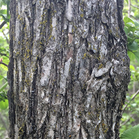 Close up of rock elm bark