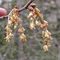 Close up of rock elm flowers