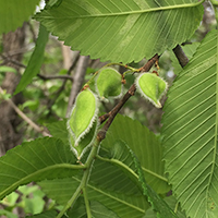 Close up of rock elm fruit