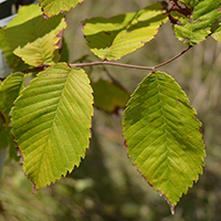 Vue rapprochée des feuilles de l'orme liège