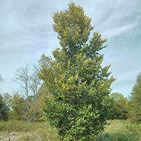 Image of rock elm tree