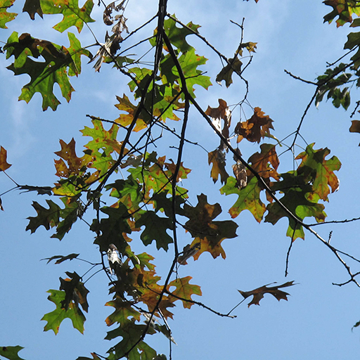 Oak tree with dead leaves.