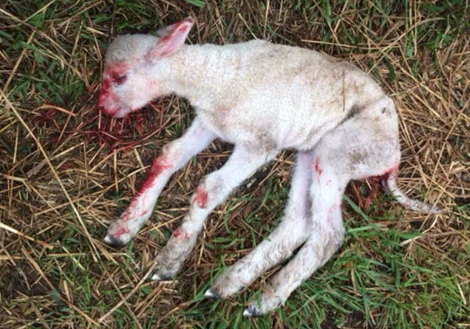 Un agneau victime d’un grand corbeau qui a reçu des coups de bec aux yeux, à la langue, au museau, à l’ombilic et au rectum. Cet agneau était toujours vivant malgré l’attaque qu’il a subie, mais a dû être euthanasié par l’éleveur.