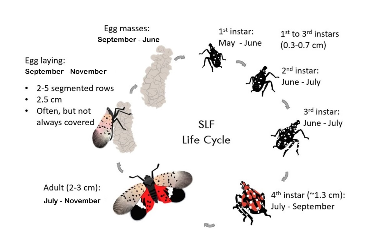 Life cycle illustration of seasonal biology of spotted lanternfly