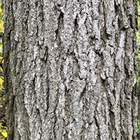 Close up of black gum bark