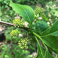 Vue rapprochée des fleurs du nyssa sylvestre