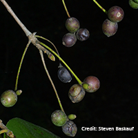Close up of black gum fruit