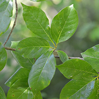 Vue rapprochée des feuilles du nyssa sylvestre