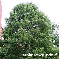 Image of black gum tree