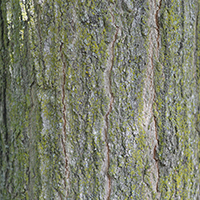 Close up of black maple bark