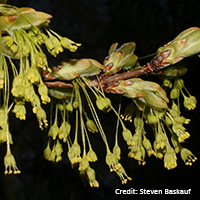 Close up of black maple flowers