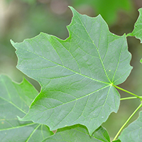 Vue rapprochée des feuilles de l'érable noir