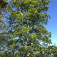 Image of black maple tree