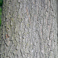 Close up of black oak bark