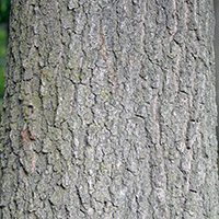 Close up of black oak bark