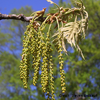 Close up of black oak flowers