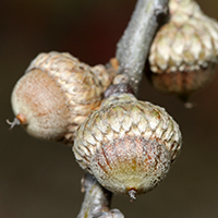 Vue rapprochée des fruits du chêne noir