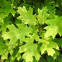Close up of black oak leaves