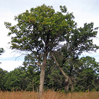 Image of black oak tree