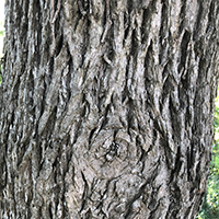 Close up of blue ash bark