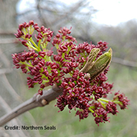 Close up of blue ash flowers