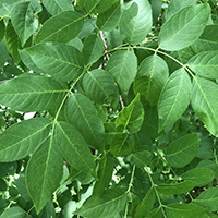 Close up of blue ash leaves