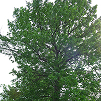 Image of blue ash tree