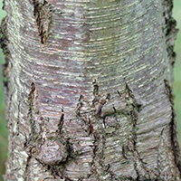 Close up of cherry birch bark