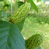 Close up of cherry birch male catkin